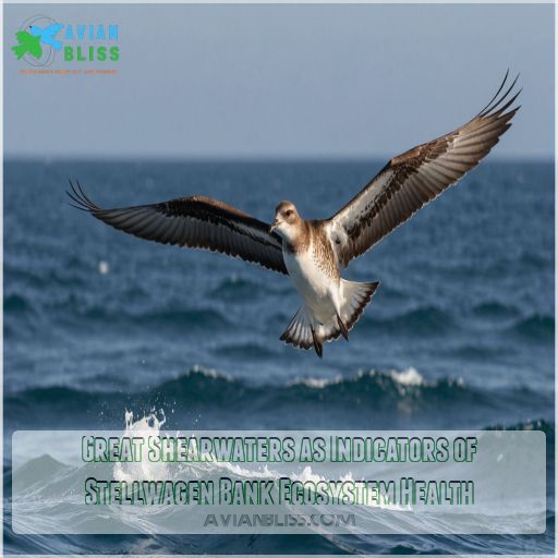 Great Shearwaters as Indicators of Stellwagen Bank Ecosystem Health