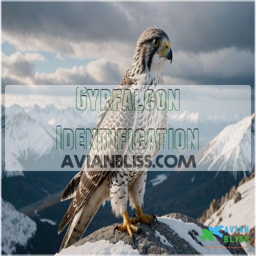 Gyrfalcon Identification