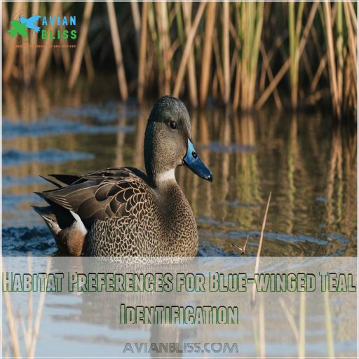 Habitat Preferences for Blue-winged Teal Identification