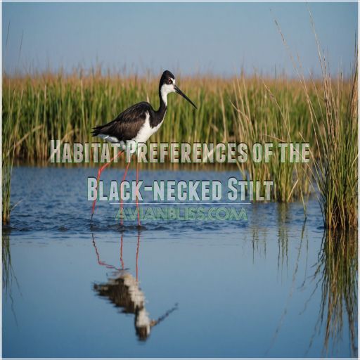 Habitat Preferences of the Black-necked Stilt