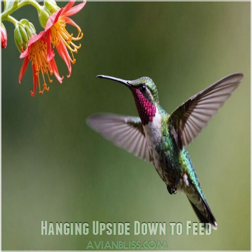 Hanging Upside Down to Feed