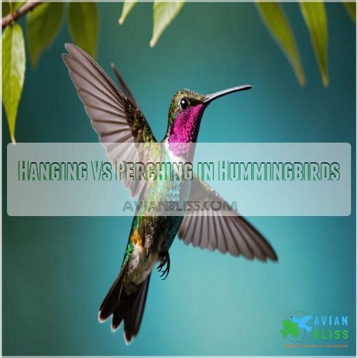 Hanging Vs Perching in Hummingbirds