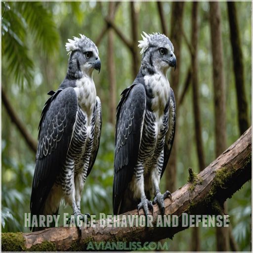 Harpy Eagle Behavior and Defense