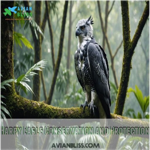 Harpy Eagle Conservation and Protection