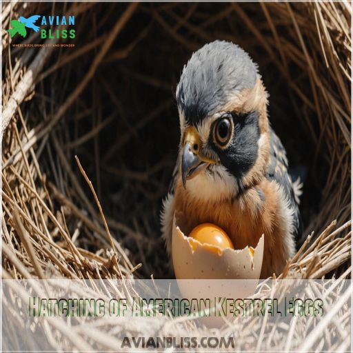 Hatching of American Kestrel Eggs