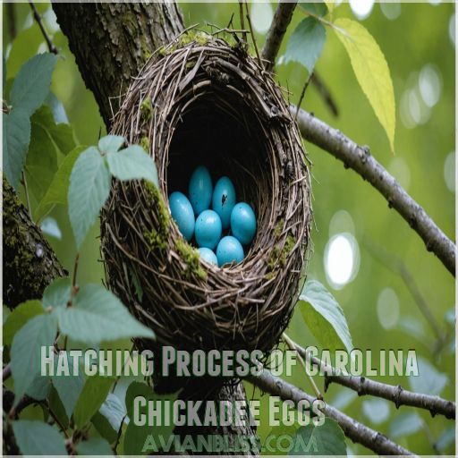 Hatching Process of Carolina Chickadee Eggs