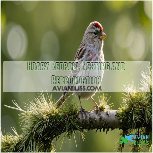 Hoary Redpoll Nesting and Reproduction