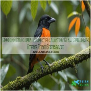 hooded pitohui