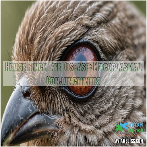 House Finch Eye Disease: Mycoplasmal Conjunctivitis