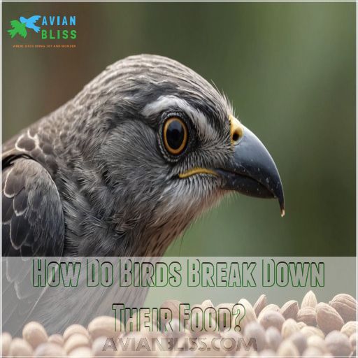 How Do Birds Break Down Their Food