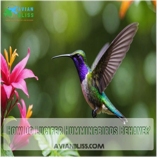 How Do Lucifer Hummingbirds Behave