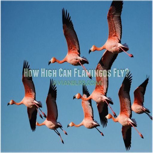 How High Can Flamingos Fly