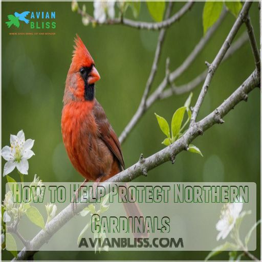 How to Help Protect Northern Cardinals