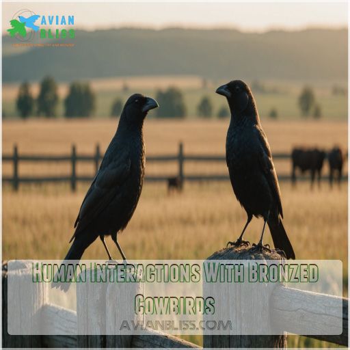 Human Interactions With Bronzed Cowbirds