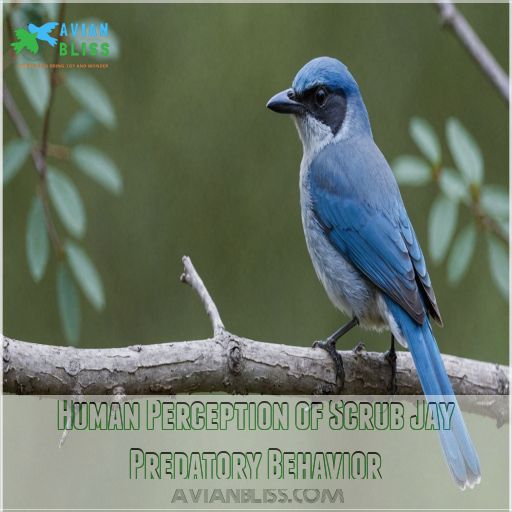 Human Perception of Scrub Jay Predatory Behavior