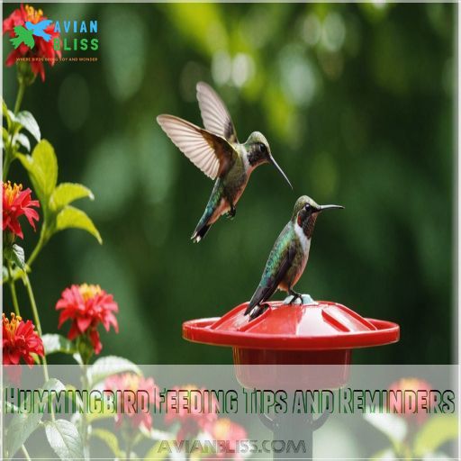 Hummingbird Feeding Tips and Reminders