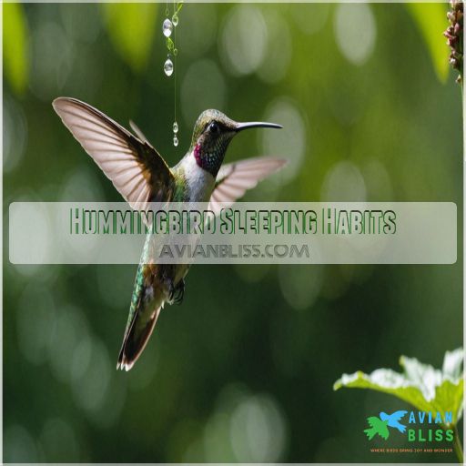 Hummingbird Sleeping Habits