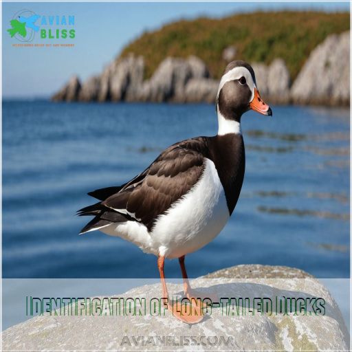 Identification of Long-tailed Ducks