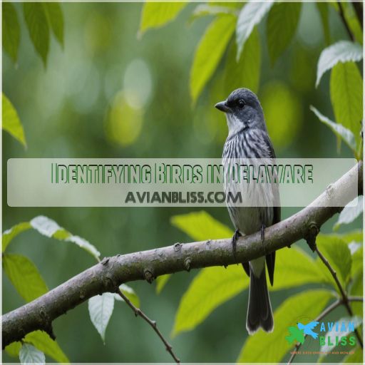 Identifying Birds in Delaware