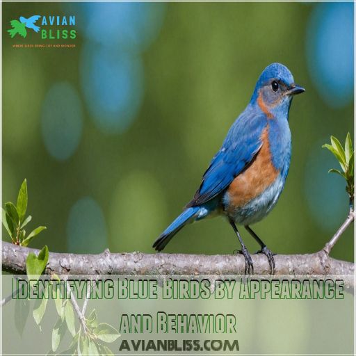 Identifying Blue Birds by Appearance and Behavior