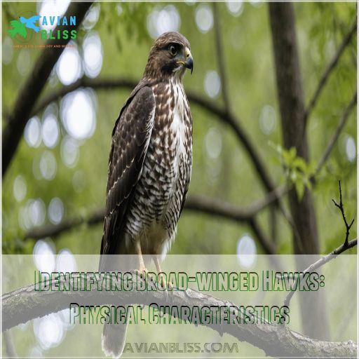 Identifying Broad-winged Hawks: Physical Characteristics