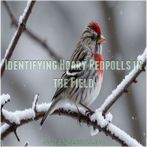 Identifying Hoary Redpolls in the Field