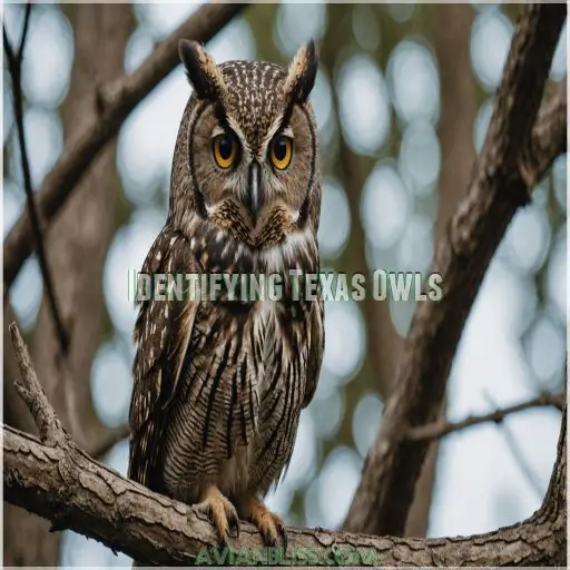 Identifying Texas Owls