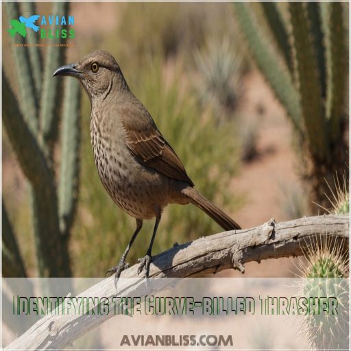 Identifying the Curve-billed Thrasher