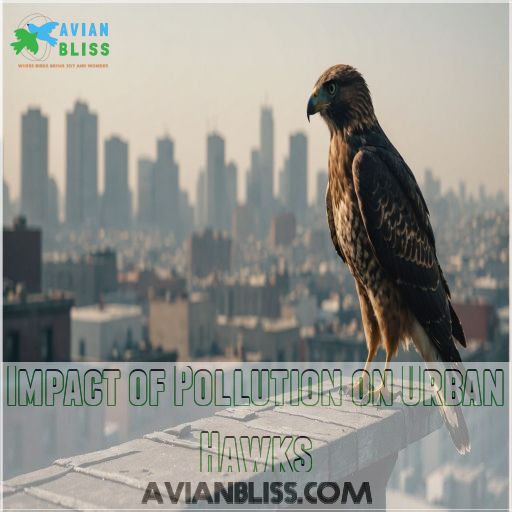 Impact of Pollution on Urban Hawks