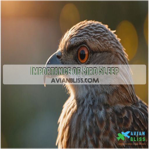 Importance of Bird Sleep