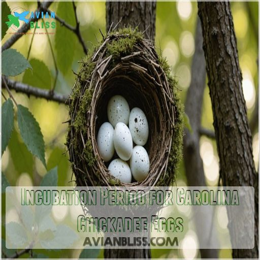 Incubation Period for Carolina Chickadee Eggs