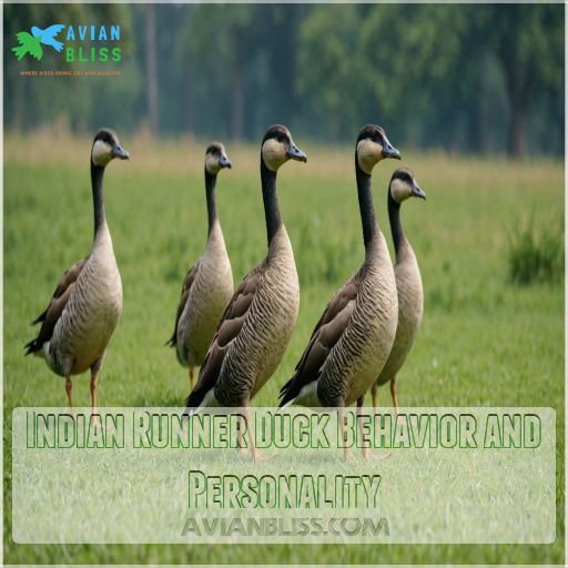 Indian Runner Duck Behavior and Personality