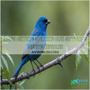 indigo bunting