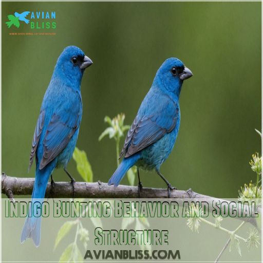 Indigo Bunting Behavior and Social Structure