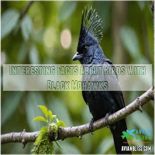 Interesting Facts About Birds With Black Mohawks