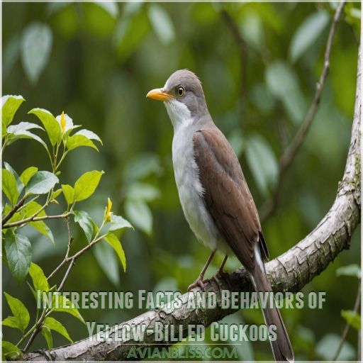 Interesting Facts and Behaviors of Yellow-Billed Cuckoos