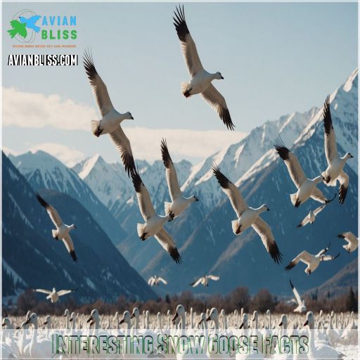 Interesting Snow Goose Facts