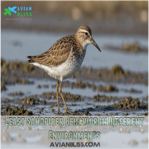 Least Sandpiper Behavior in Different Environments