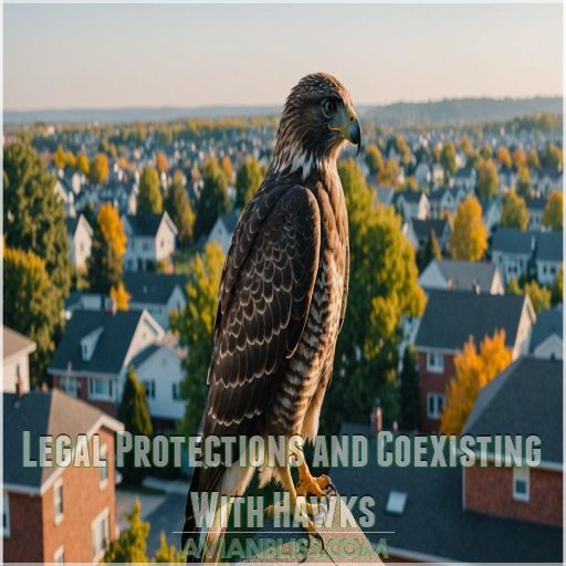 Legal Protections and Coexisting With Hawks