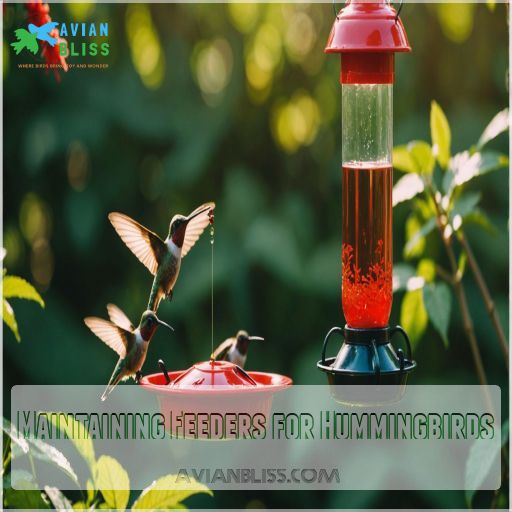 Maintaining Feeders for Hummingbirds