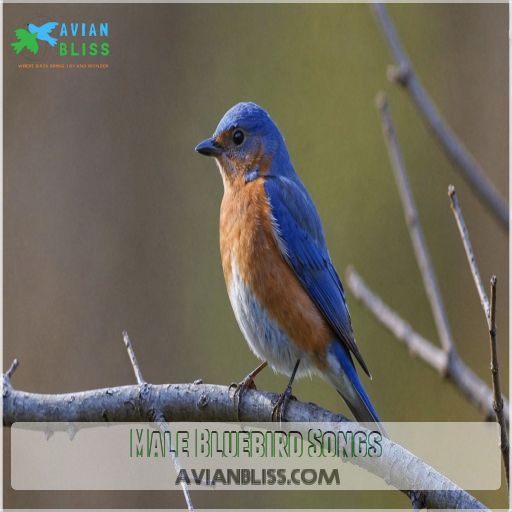 Male Bluebird Songs