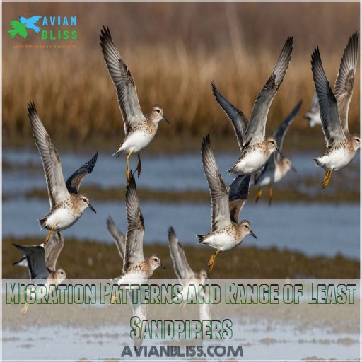 Migration Patterns and Range of Least Sandpipers