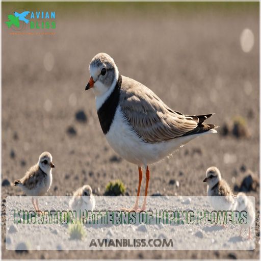 Migration Patterns of Piping Plovers