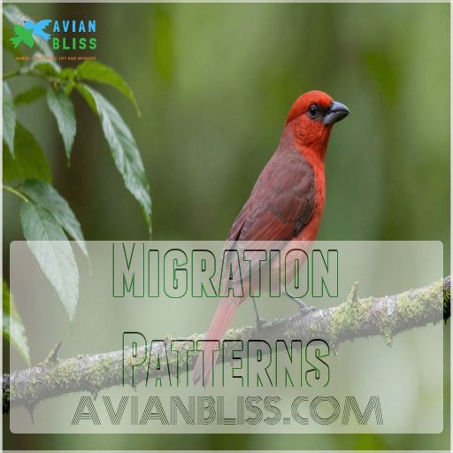 Migration Patterns