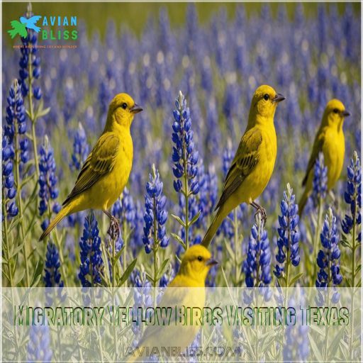 Migratory Yellow Birds Visiting Texas