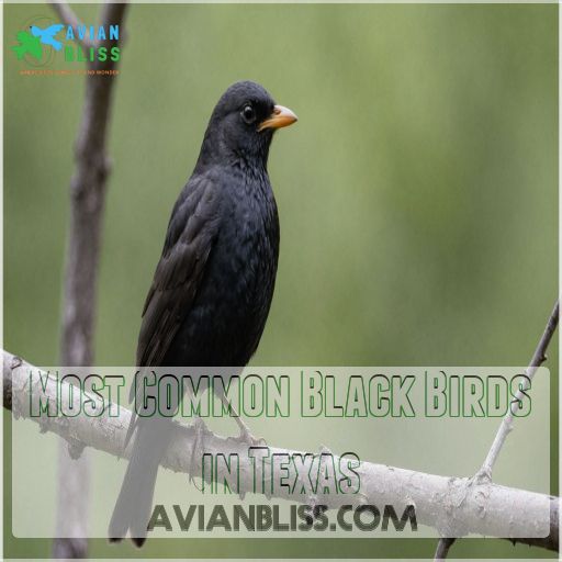 Most Common Black Birds in Texas