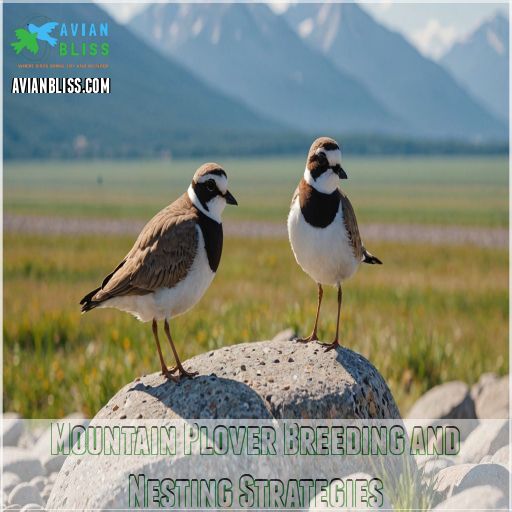 Mountain Plover Breeding and Nesting Strategies