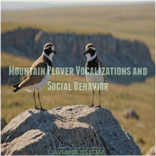 Mountain Plover Vocalizations and Social Behavior