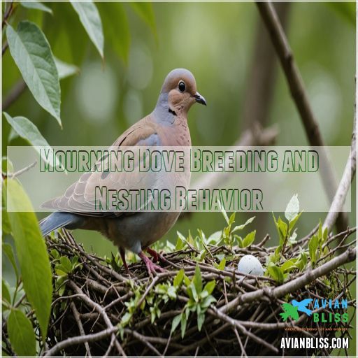 Mourning Dove Breeding and Nesting Behavior