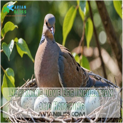 Mourning Dove Egg Incubation and Hatching